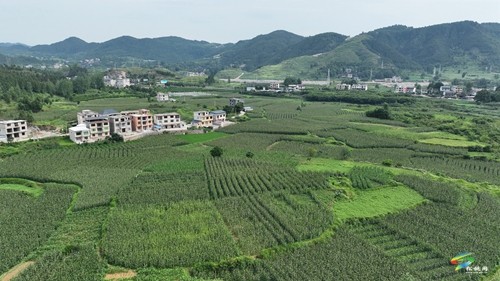 大坪場鎮：大豆玉米帶狀復合種植助力穩糧增豆