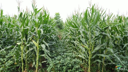 大坪場鎮：大豆玉米帶狀復合種植助力穩糧增豆