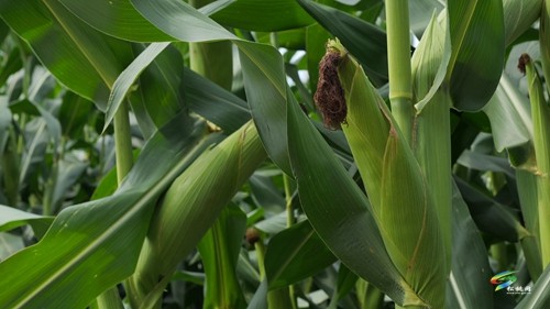 大坪場鎮：大豆玉米帶狀復合種植助力穩糧增豆