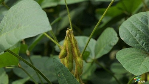 大坪場鎮：大豆玉米帶狀復合種植助力穩糧增豆