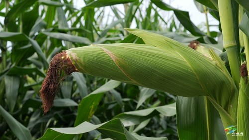 大坪場鎮：大豆玉米帶狀復合種植助力穩糧增豆