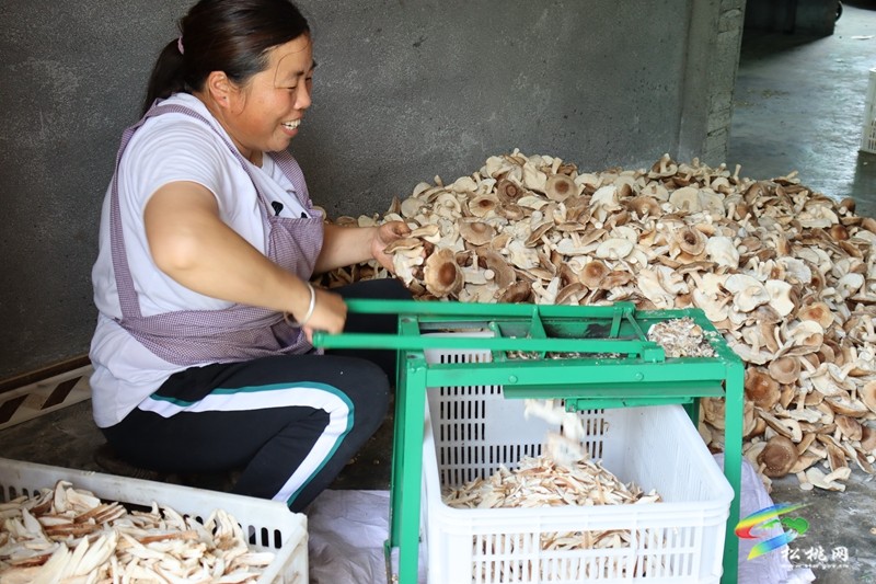 瓦溪鄉：小菌棒釋放大“蘑”力