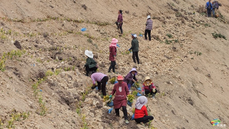 平頭鎮：緊鑼密鼓忙春耕 茶葉基地種植忙