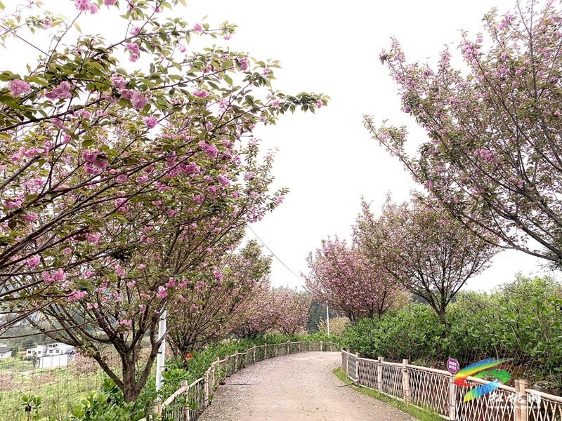 多彩貴州·花漾中國|黃板鎮納沖村：“賞花＋”催熱“花經濟”