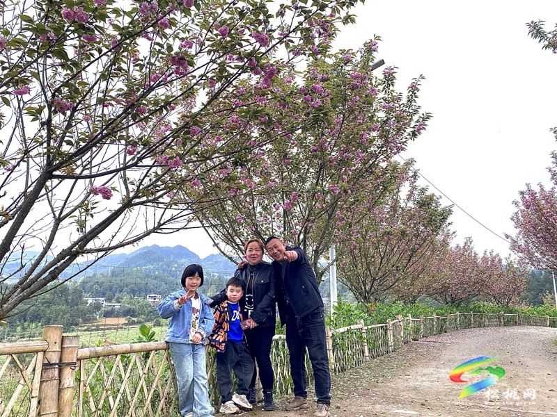 多彩貴州·花漾中國|黃板鎮納沖村：“賞花＋”催熱“花經濟”