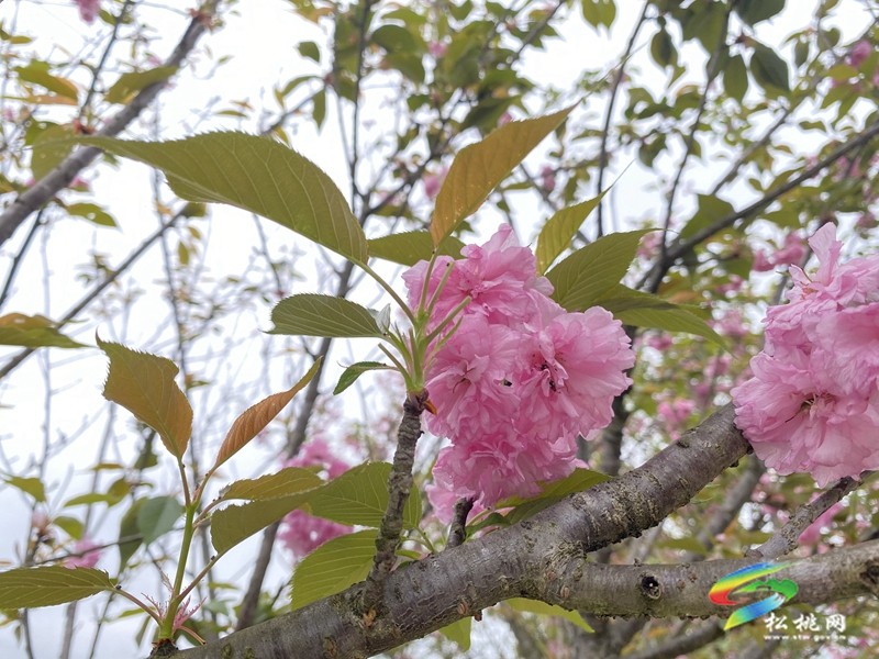 多彩貴州·花漾中國|黃板鎮納沖村：“賞花＋”催熱“花經濟”
