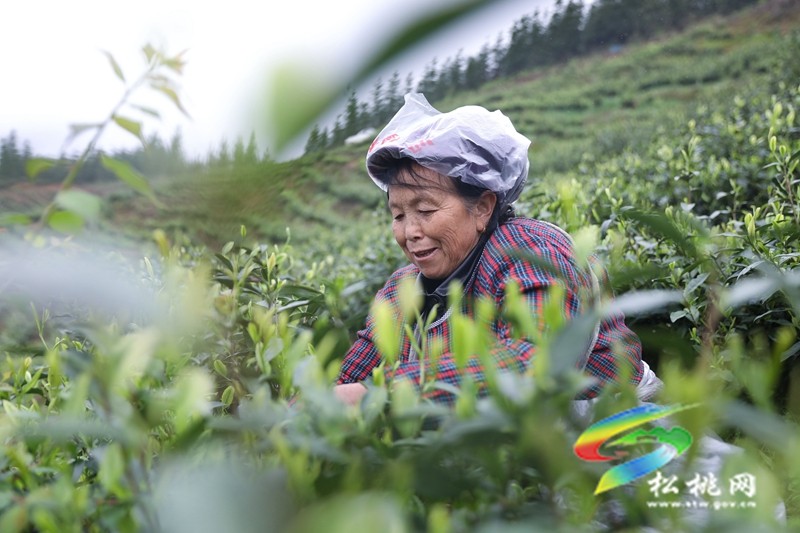 【奮進的春天】平頭鎮：春風十里茶飄香 搶抓農時采摘忙