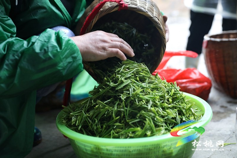 【奮進的春天】平頭鎮：春風十里茶飄香 搶抓農時采摘忙