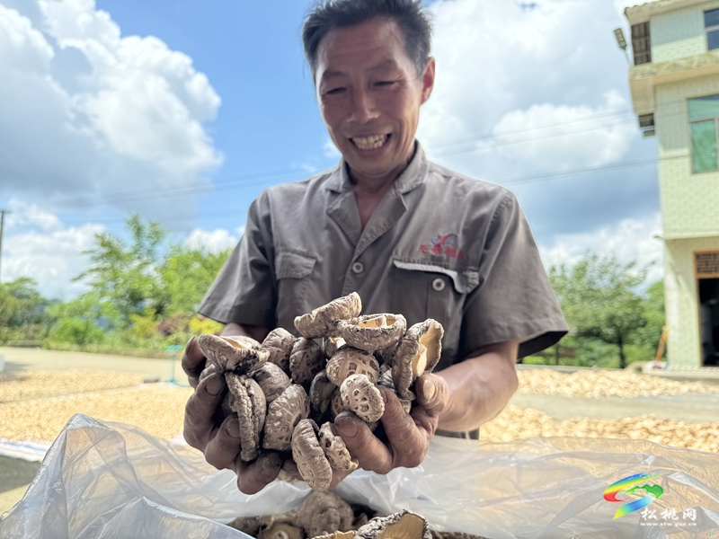 瓦溪鄉：小菌棒釋放大“蘑”力