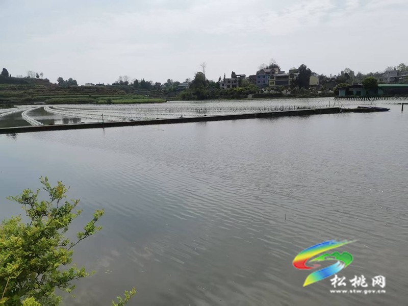 黃板鎮：養殖珍珠蚌 助力鄉村全面振興