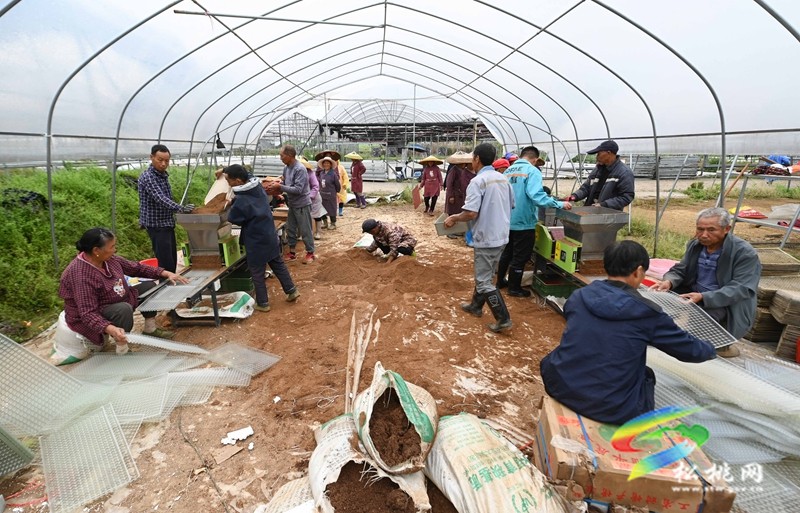【鄉村振興·田野勞動圖鑒】松桃“新農人”雷建軍：“頭雁”領飛產業豐