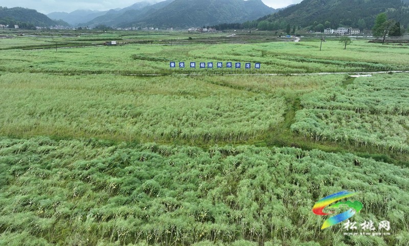【鄉村振興·田野勞動圖鑒】松桃“新農人”雷建軍：“頭雁”領飛產業豐