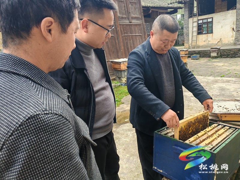 甘龍鎮大樹村：依托生態優勢??發展蜂蜜產業
