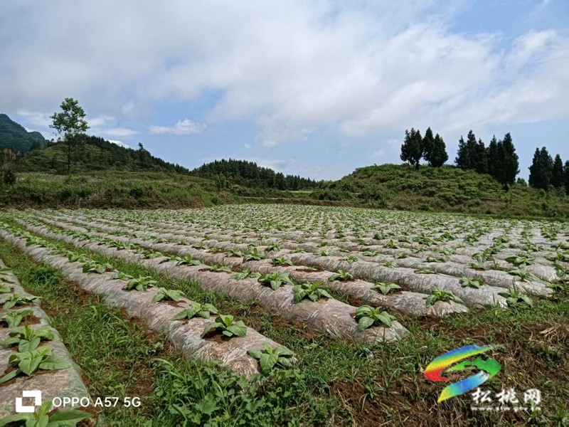 普覺鎮：烤煙產業煥新顏?鄉村振興鋪新篇